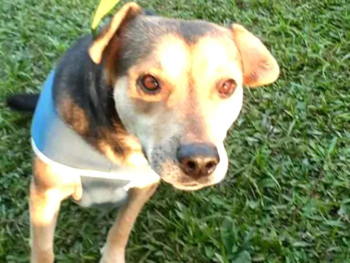 Cachorro ra a srd idade 2 anos nome Coockie