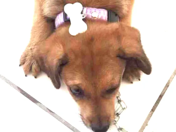 Cachorro raça Mestiça  idade Abaixo de 2 meses nome Não tem nome 