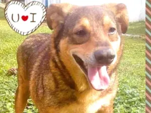 Cachorro raça SRD idade 6 ou mais anos nome ZAC