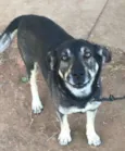 Cachorro raça srd idade 5 anos nome Diogo