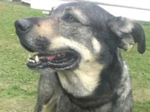 Cachorro raça srd idade 5 anos nome Diogo