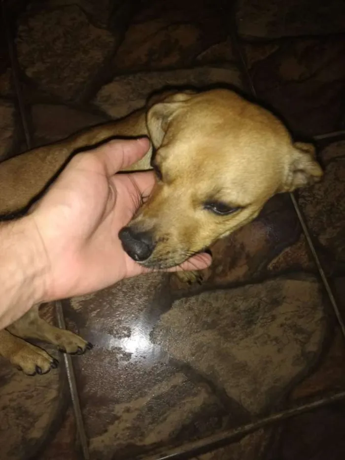 Cachorro ra a Cofap/Shitzu idade 1 ano nome Jack