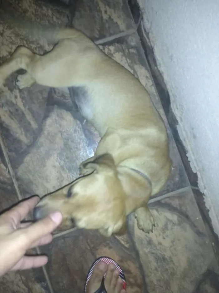 Cachorro ra a Cofap/Shitzu idade 1 ano nome Jack