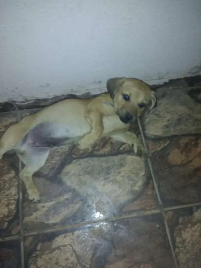Cachorro ra a Cofap/Shitzu idade 1 ano nome Jack