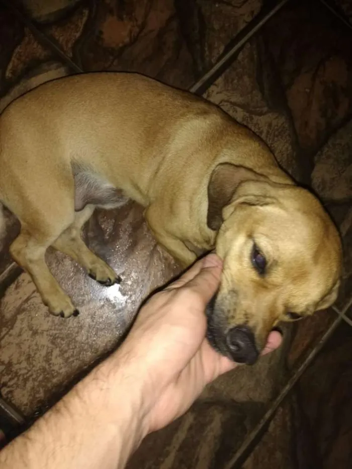 Cachorro ra a Cofap/Shitzu idade 1 ano nome Jack