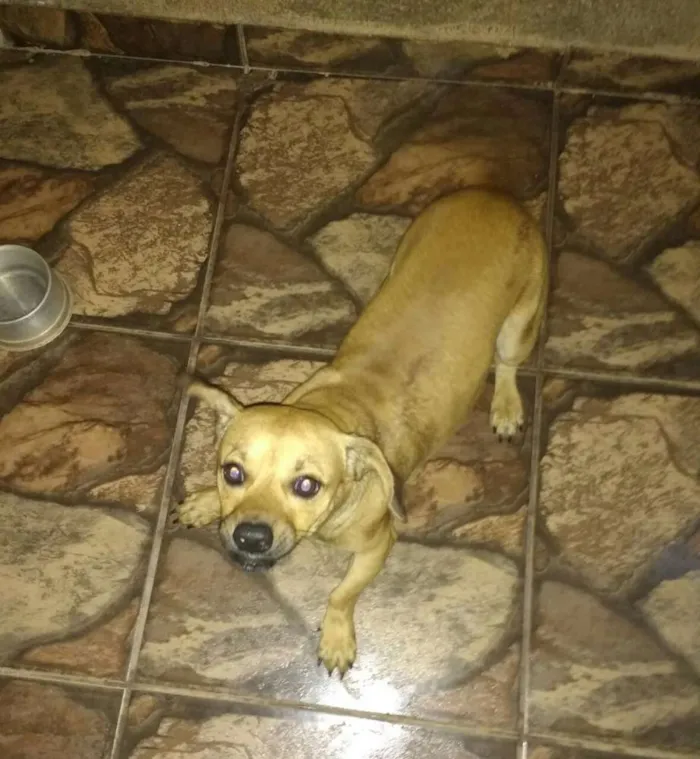 Cachorro ra a Cofap/Shitzu idade 1 ano nome Jack