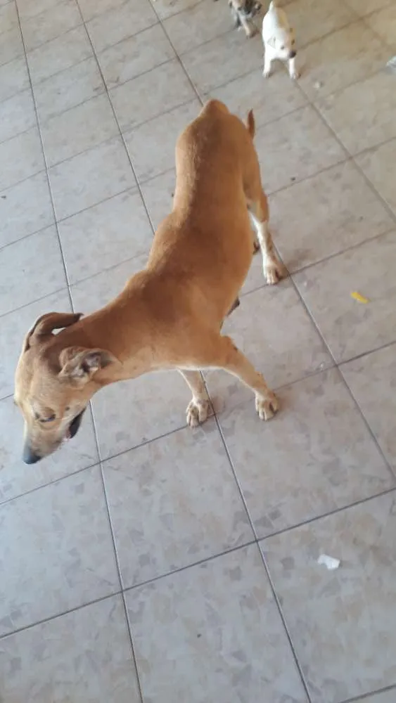 Cachorro ra a Misturado  idade 2 a 6 meses nome Sem Nomes 