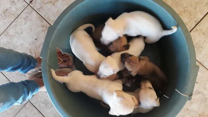 Cachorro ra a Misturado  idade 2 a 6 meses nome Sem Nomes 