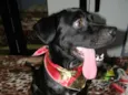 Zorro