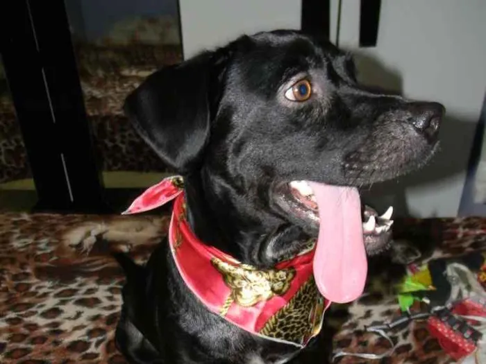 Cachorro ra a Mix de labrador  idade 2 anos nome Zorro