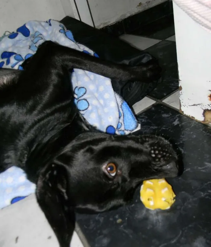 Cachorro ra a Mix de labrador  idade 2 anos nome Zorro
