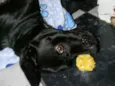 Zorro
