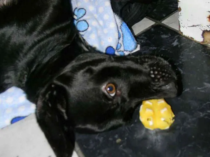 Cachorro ra a Mix de labrador  idade 2 anos nome Zorro