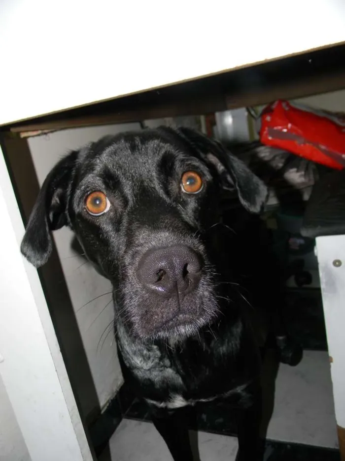 Cachorro ra a Mix de labrador  idade 2 anos nome Zorro