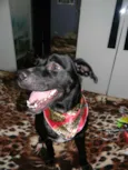 Zorro