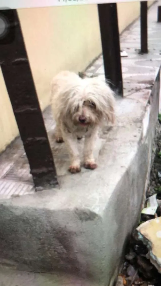 Cachorro ra a Maltês com poodle  idade 6 ou mais anos nome Malu