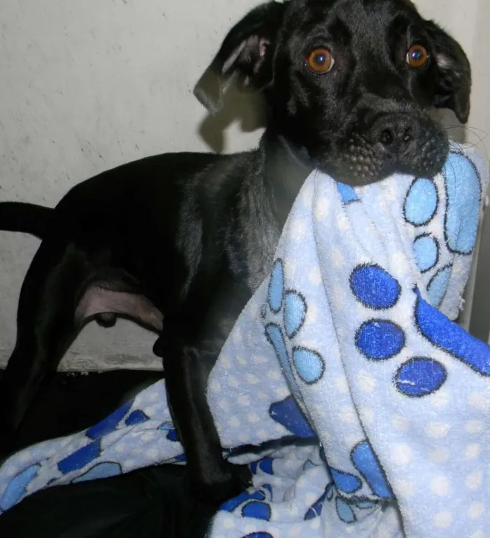Cachorro ra a Mix de labrador  idade 2 anos nome Zorro