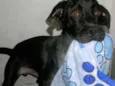 Zorro