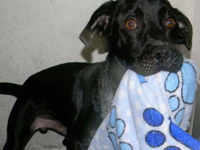 Cachorro ra a Mix de labrador  idade 2 anos nome Zorro