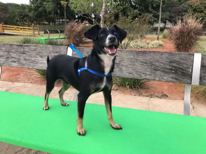 Cachorro ra a Srd idade 1 ano nome Nino