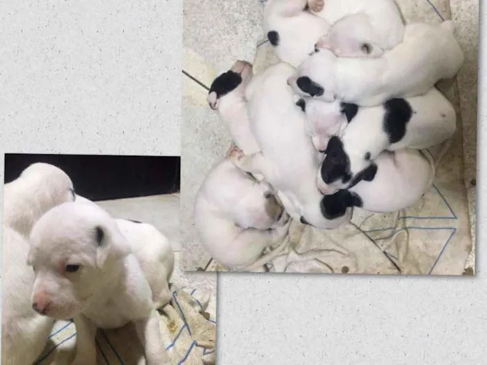 Gato raça Mistico idade Abaixo de 2 meses nome Filhotes