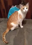 à escolher