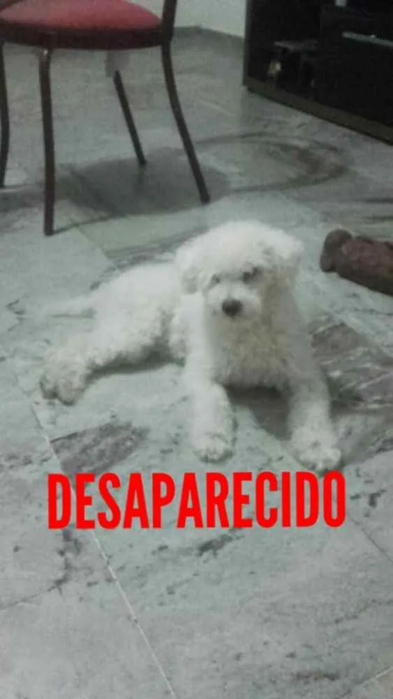 Cachorro ra a POODLE idade 6 ou mais anos nome BIDU