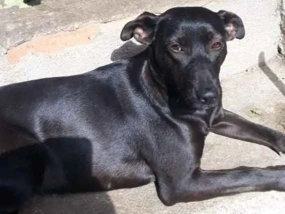 Cachorro ra a Pastor c/ SRD idade 2 anos nome Onze
