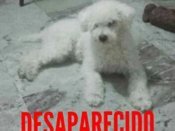 Cachorro ra a POODLE idade 6 ou mais anos nome BIDU