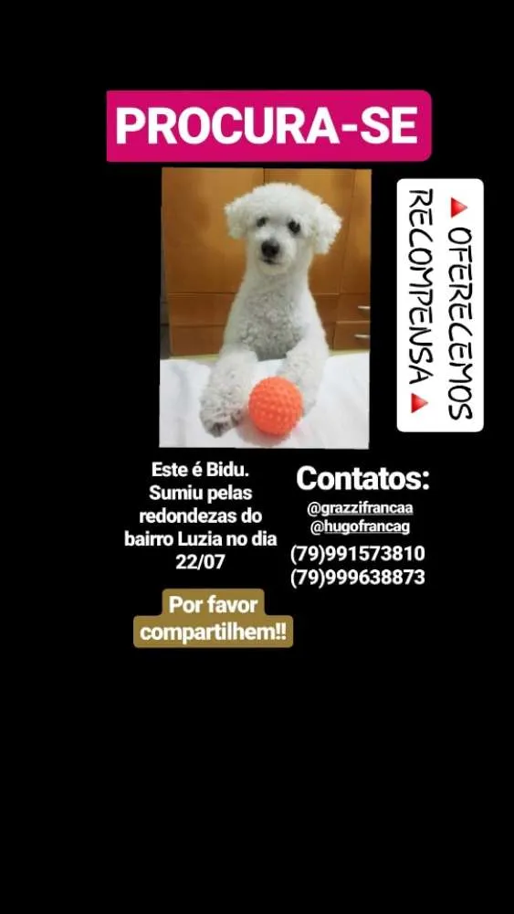 Cachorro ra a POODLE idade 6 ou mais anos nome BIDU