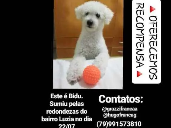 Cachorro ra a POODLE idade 6 ou mais anos nome BIDU