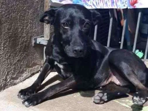 Cachorro ra a PASTOR NEGRO idade 7 a 11 meses nome LUNA