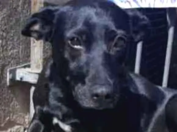 Cachorro ra a PASTOR NEGRO idade 7 a 11 meses nome LUNA