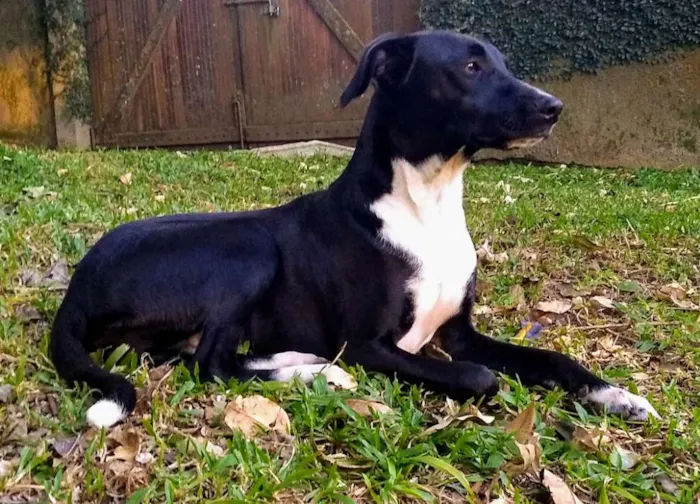 Cachorro ra a SRD idade 1 ano nome Lollo