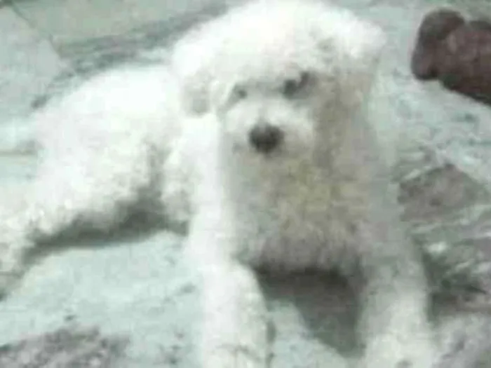 Cachorro ra a POODLE idade 6 ou mais anos nome BIDU