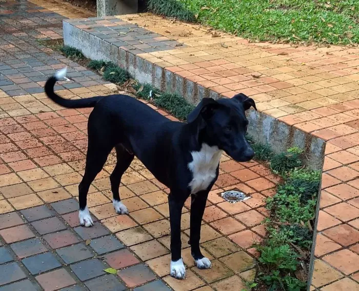 Cachorro ra a SRD idade 1 ano nome Lollo