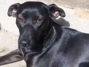 Cachorro raça Pastor c/ SRD idade 2 anos nome Onze