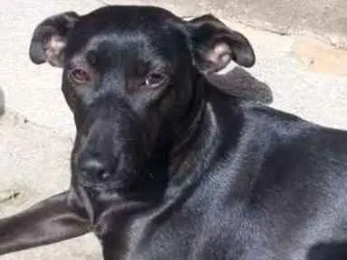 Cachorro ra a Pastor c/ SRD idade 2 anos nome Onze