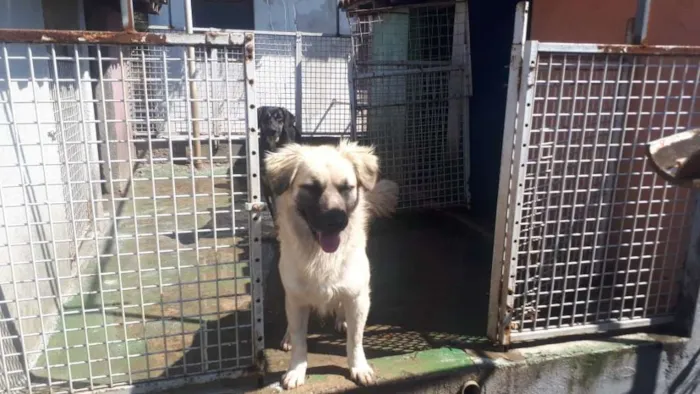 Cachorro ra a Sem raça definida idade 1 ano nome Cookie