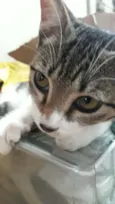 LIVIA