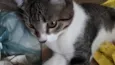 LIVIA