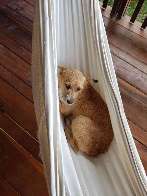 Cachorro ra a SRD idade 1 ano nome Shell