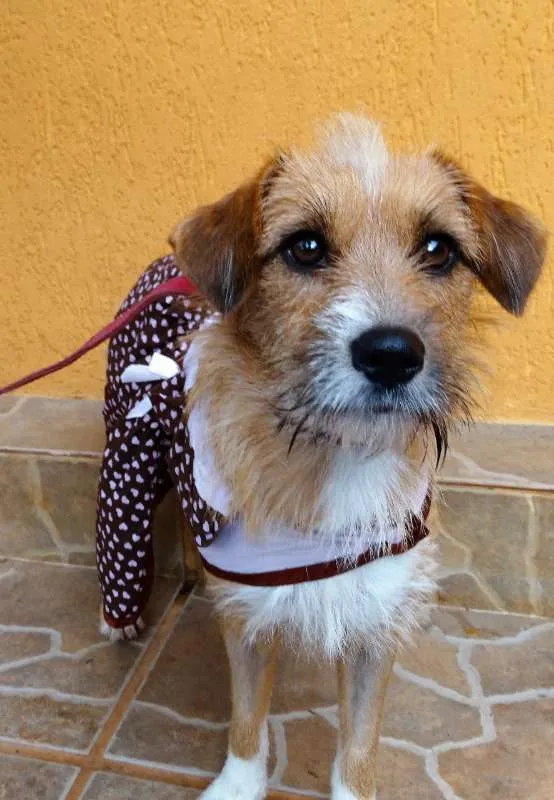 Cachorro ra a SRD idade 1 ano nome Shell