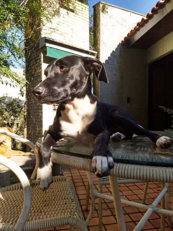 Cachorro ra a SRD idade 1 ano nome Lollo