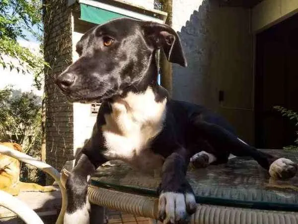 Cachorro ra a SRD idade 1 ano nome Lollo
