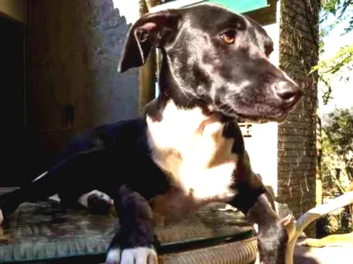 Cachorro ra a SRD idade 1 ano nome Lollo