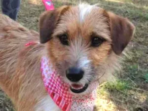 Cachorro raça SRD idade 1 ano nome Shell