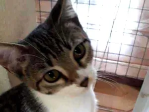 Gato raça SRD idade 7 a 11 meses nome LIVIA