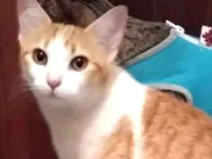 Gato raça srd idade 1 ano nome à escolher