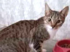 Gato raça srd idade 1 ano nome à escolher